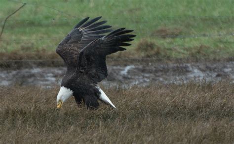 Bald Eagle Feeding | Wings Over Skagit