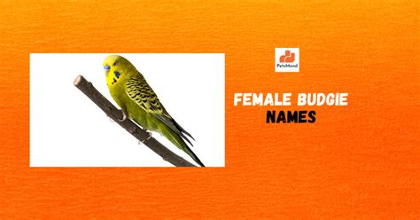 Budgie Names (229 Male, Female, Color-based, Cute Names) - Petsmond