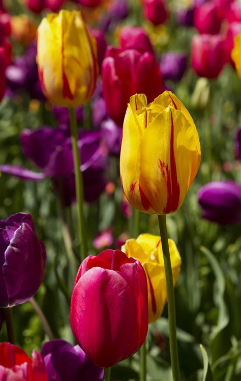 Tulips Floriade 2013 Canberra | Tulips Floriade 2013 Canberr… | Flickr