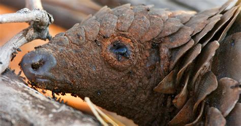 Temminck pangolin's diet and climate change | Research | Tswalu Kalahari