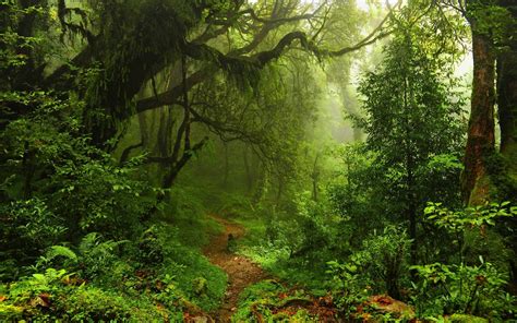 nature, Trees, Forest, Leaves, Lianas, Mist, Moss, Path, Plants, Ferns ...