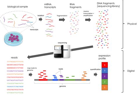 Flow Diagram Of Lncrnas Pathways Step Rna Seq Data And | sexiezpix Web Porn