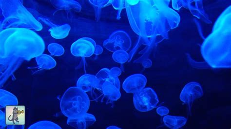 Jellyfish Aquarium ~ Relaxing Music for Sleep, Study, Meditation & Yoga ...