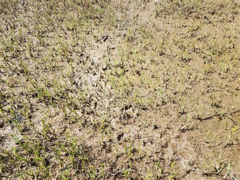 Wet Mud and Plants in Swamp or Wetland Stock Image - Image of dirt ...