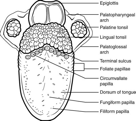 The Mouth, Pharynx, and Esophagus | Anatomy and Physiology II