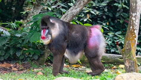 Mandrill vs Baboon and Drill, Facts and All Information A-Z