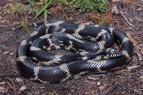 Eastern Kingsnake – Florida Snake ID Guide