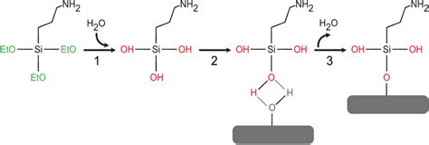 Reaction of silane, here ((3-aminopropyl)triethoxysilanes (APTES), to ...