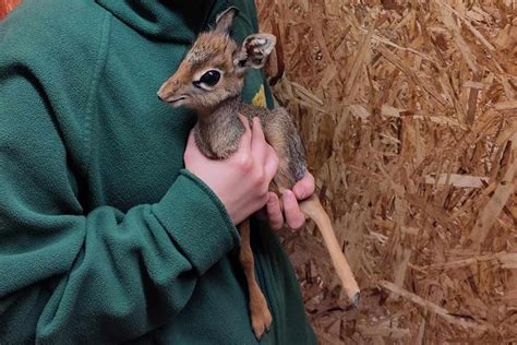 U.K. Zoo Folly Farm Welcomes Dik-Dik Antelope Baby