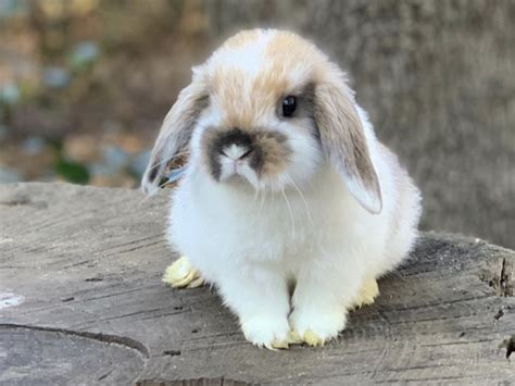 How Big Is A Holland Lop Rabbit - Inge Regine