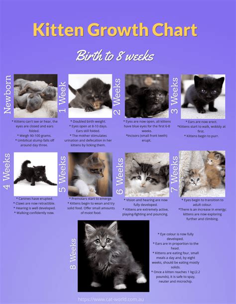 Weight Kitten Size Chart - Herbs and Food Recipes