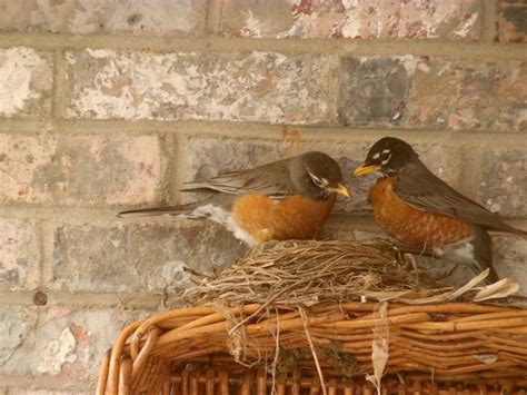 Get Ready for Baby Birds: Tips for Bird Nesting Season