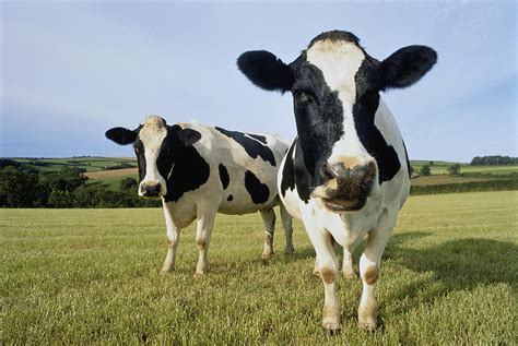 Two Holstein-friesian Cows In Field by Peter Cade