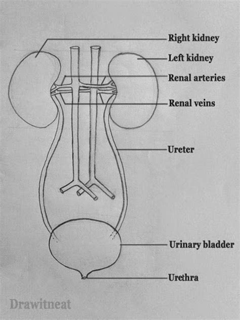 Step by step tutorials on drawing biology diagrams. | Study biology ...