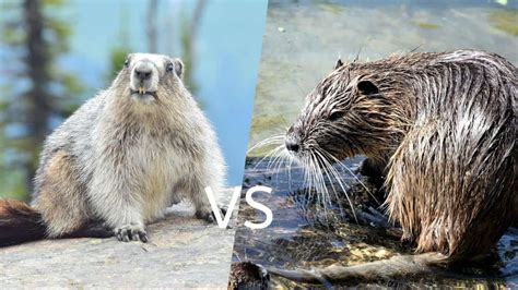 Groundhogs Vs Muskrats - What's The Difference? - Floofmania