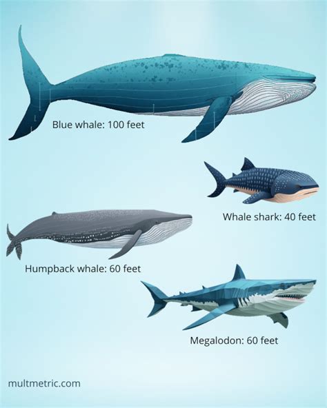 Blue Whale Megalodon Size Comparison