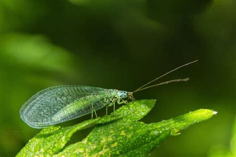 Green Lacewing Benefits and How to Attract Them - Dre Campbell Farm