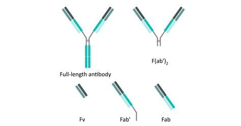 Antibody Structure Fab Fc Top Sellers | smarys.org