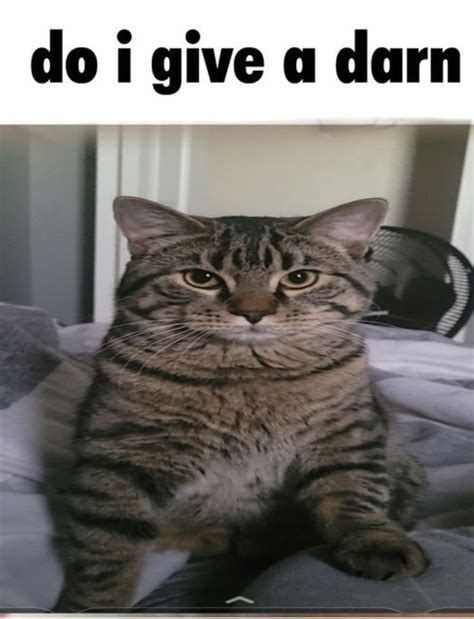 do i give a darn | Funny looking cats, Silly cats, Funny cute cats