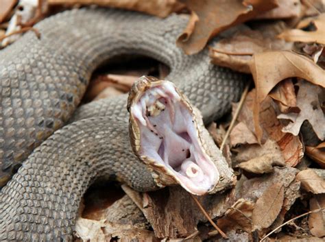 Snake Bite Prevention Tips - Crystal Creek Builders | Prescott Home ...