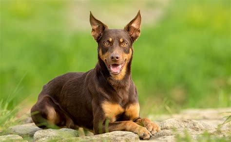 Australian Kelpie - Breed Profile | Australian Dog Lover