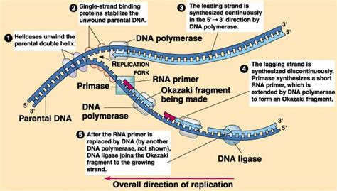 Dna Replication Steps For Dummies