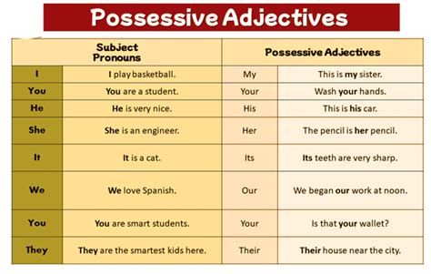 Possessive Adjectives - Javatpoint