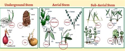 Explained! Plant Stem: Parts of a Stem, Types & Functions of Stem