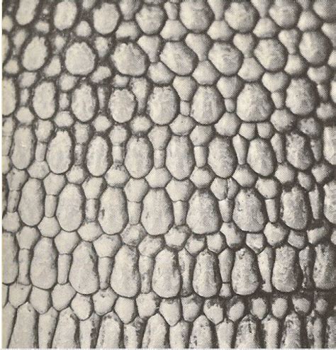 I like the design of armadillo skin. | Texture photography, Patterns in ...