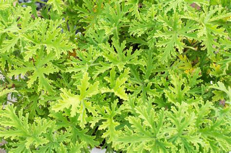 How to Grow and Care for Citronella