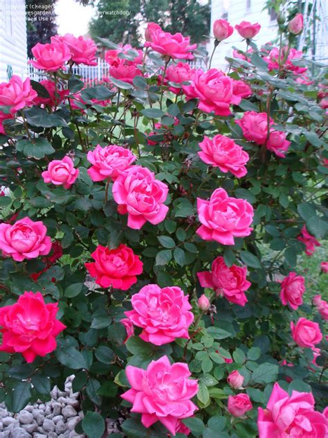 PlantFiles Pictures: Shrub Rose 'Pink Double Knock Out' (Rosa) by ...