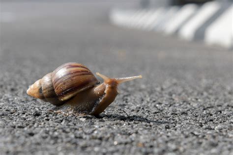 World’s Smallest Land Snail Species Discovered in Vietnam and Laos ...