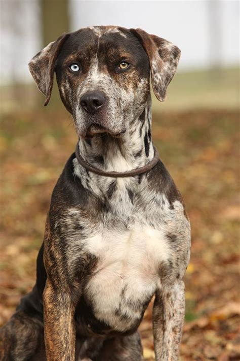 Catahoula Leopard Dog Dog Breed Information - American Kennel Club