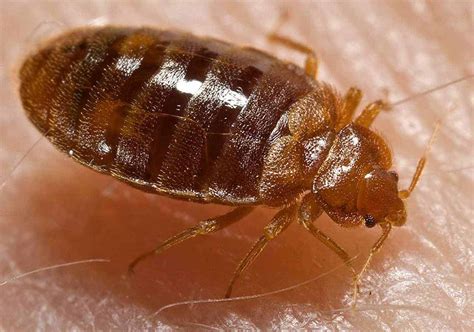 Bed Bug Prevention Tips - Atomic Pest Control