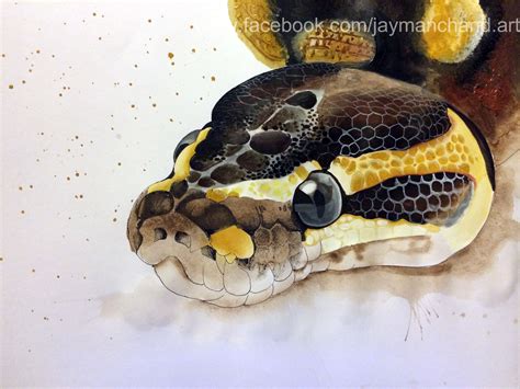 Ball Python www.facebook.com/jaymanchand.art | Snake art, Python ...