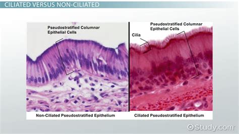 Pseudostratified Columnar Epithelium | Location, Types & Function ...