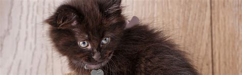 Black Cat & Kitten Breeds & Adoption Info | Petfinder