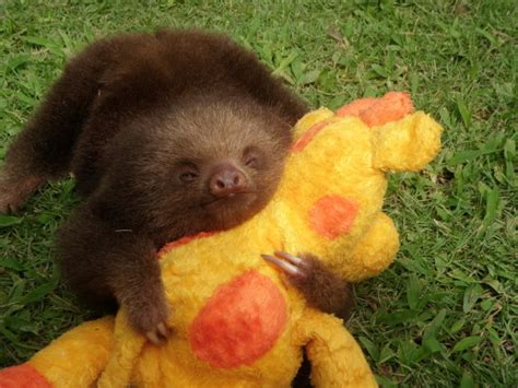 Sloth hugs plush toy - Teh Cute