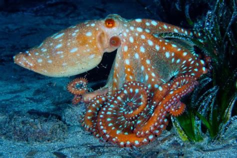 Octopus Facts: Habitat, Behavior, Diet | Octopus facts, Octopus ...