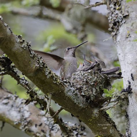 First ever seen Hummingbird nest .... So exciting! - Natural Images Canada