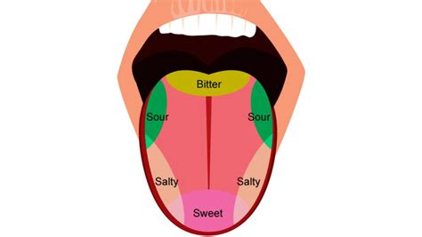 Structure of Tongue: Definition, Location, Anatomy, Muscles & Function ...