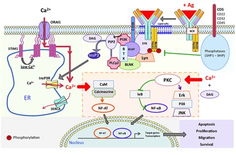 The B-cell receptor (BCR) signaling pathway in normal B-cells induces ...