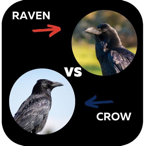 Common Raven Vs American Crow