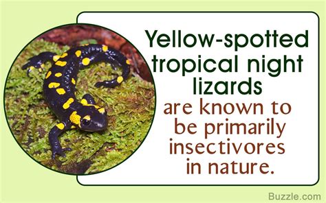 Yellow Spotted Tropical Night Lizard Size