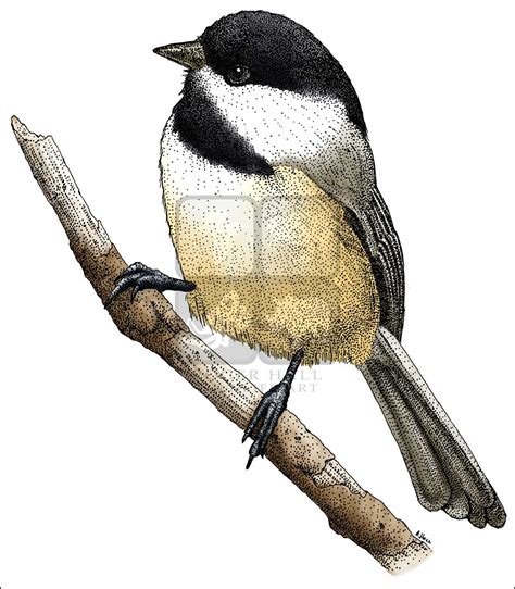 Chickadee Line Drawing at PaintingValley.com | Explore collection of ...