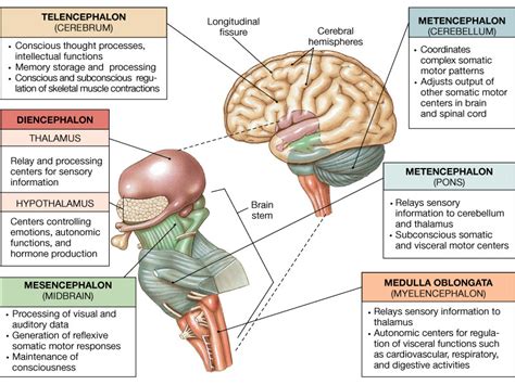 The Scarring of the Brain Stem | The Impious Digest