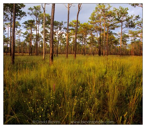 Wet Pine Savanna - David Blevins Nature Photography