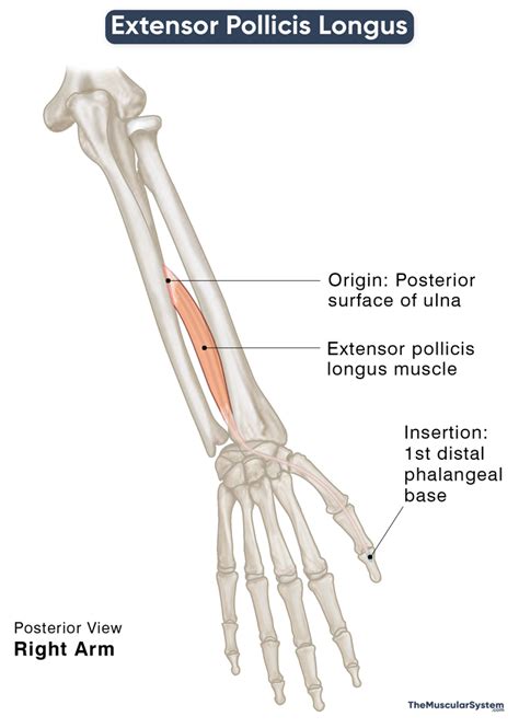 Extensor Pollicis Longus: Action, Origin, Insertion, Innervation