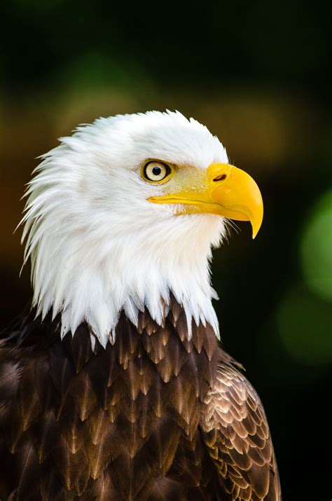 Bald eagle kicks off breeding season with greater population ...