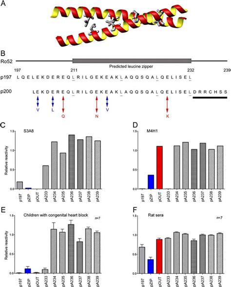 An epitope within the predicted leucine zipper structure is recognized ...